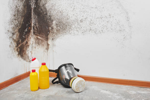 Best Mold Damage Repair  in Easley, SC