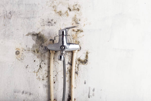 Best Mold Remediation  in Easley, SC