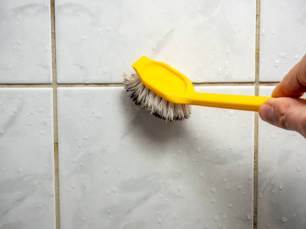 Best Toxic Mold Removal  in Easley, SC