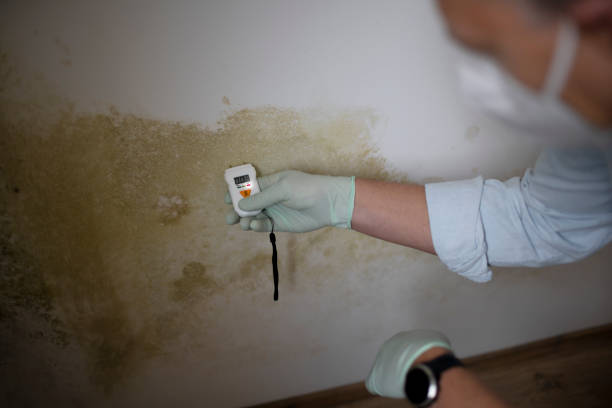 Best Mold Cleaning Services  in Easley, SC