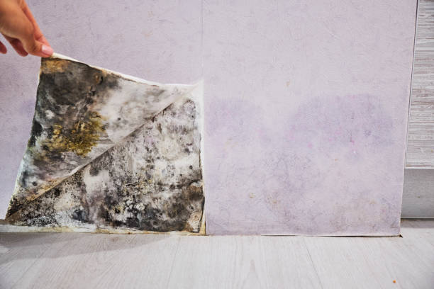 Best Home Mold Removal  in Easley, SC